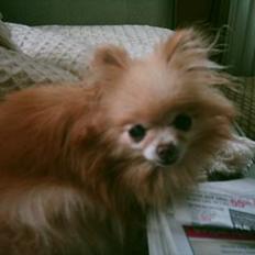 Pomeranian Debbi *Død d. 26/8 2004*