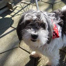 Tibetansk terrier Mille *død*