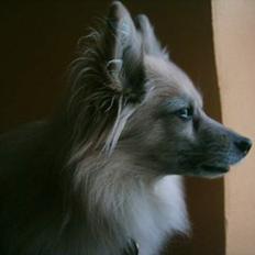 Pomeranian Tenna *Død d. 3/8 2005*