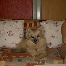 Pomeranian Tenna *Død d. 3/8 2005*