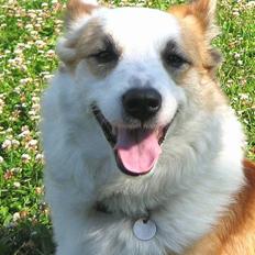 Islandsk fårehund Svejgaards Bailey