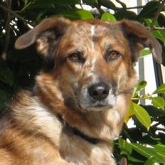 Blanding af racer Svejgaards Trifli