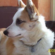 Islandsk fårehund Svejgaards Bailey