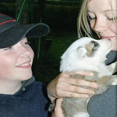 Islandsk fårehund Svejgaards Bailey