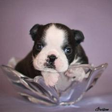 Boston terrier Please, Don`t Tease