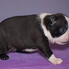 Boston terrier Please, Don`t Tease