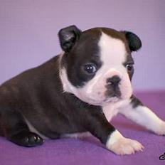 Boston terrier Please, Don`t Tease