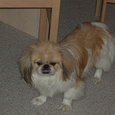 Pekingeser Tin Tin
