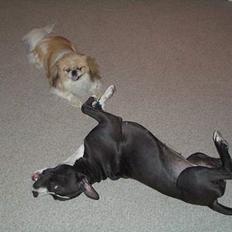 Pekingeser Tin Tin
