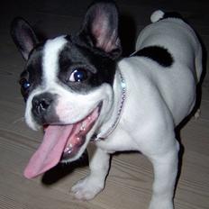 Fransk bulldog Rita