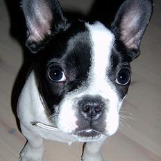 Fransk bulldog Rita