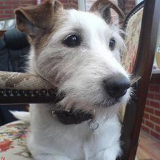 Jack russell terrier Remo † R.I.P