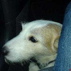 Jack russell terrier Remo † R.I.P