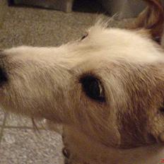 Jack russell terrier Remo † R.I.P