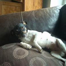 Dansk svensk gaardhund Maddie *Forældres*