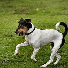 Dansk svensk gaardhund Riko