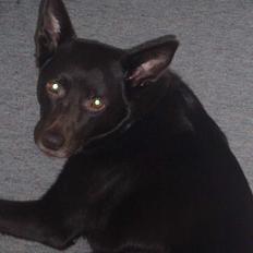 Australsk kelpie Pomba