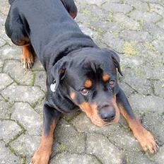 Rottweiler Rolf