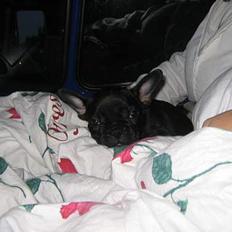 Fransk bulldog Trold og Trunte