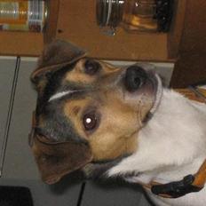 Dansk svensk gaardhund MAX