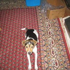 Dansk svensk gaardhund MAX