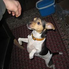 Dansk svensk gaardhund MAX