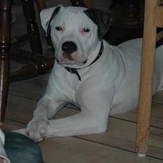 Amerikansk bulldog Razzia