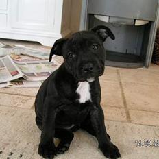 Staffordshire bull terrier Amagerstaff Sille