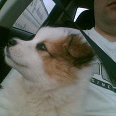 Norrbottenspids danish picture "pictu"