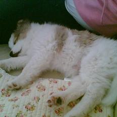 Norrbottenspids danish picture "pictu"