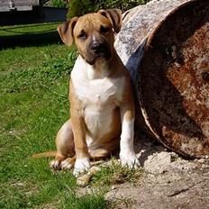Amerikansk staffordshire terrier Tyson