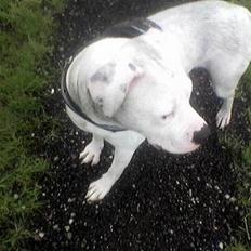 Amerikansk bulldog Nala (Kerteminde)