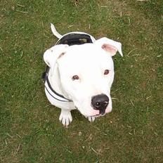 Amerikansk bulldog Nala (Kerteminde)