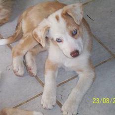 Blanding af racer Svejgaards Fenja