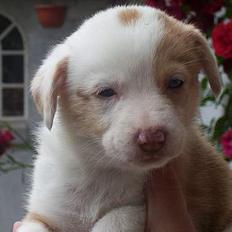 Blanding af racer Svejgaards Fenja