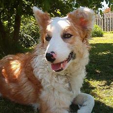 Blanding af racer Svejgaards Sif