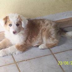 Blanding af racer Svejgaards Sif