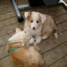 Blanding af racer Svejgaards Sif