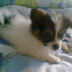 Papillon Elvis