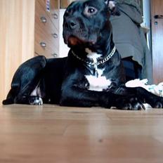 Amerikansk staffordshire terrier zizka "bubs" 