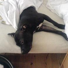 Amerikansk staffordshire terrier zizka "bubs" 