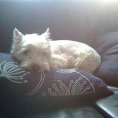 West highland white terrier Luna