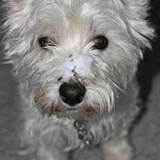 West highland white terrier Luna