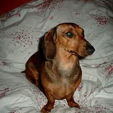 Gravhund Fiffig Jørgensen