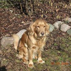 Golden retriever Ronja
