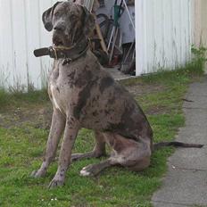 Grand danois Battie von Smedegyden R.I.P 2504-2014