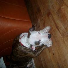 Amerikansk staffordshire terrier Bitte Lady