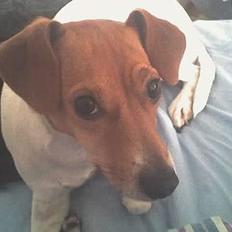 Blanding af racer Sille