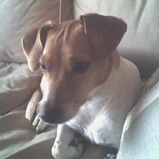 Blanding af racer Sille