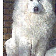 Samojedhund samtrail born Nuuk *R.I.B